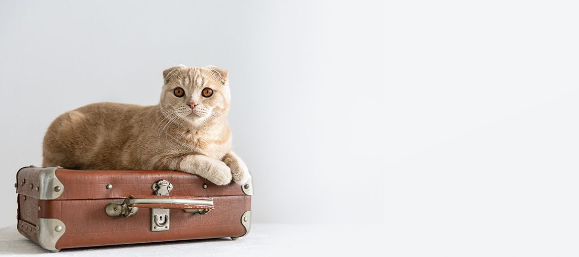 brauner Koffer, rothaarige Katze mit kurzen ohren 